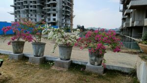 Bougainvillea