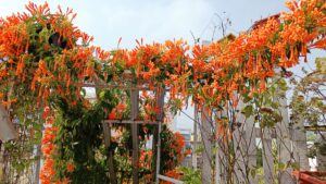 Orange Trumpet Vine Plant