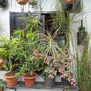 Planter Near Window