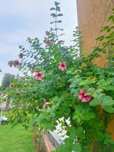 Red Allamanda 