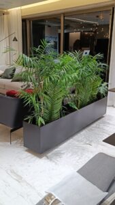 Indoor Plants for Hall