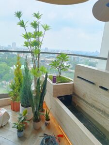 Balcony Plants