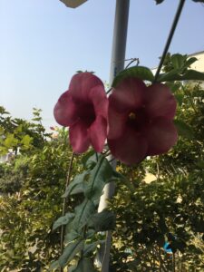 Aristolochia littoralis, the calico flower or elegant Dutchman's pipe